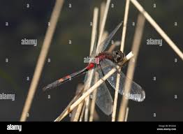 Attēlu rezultāti vaicājumam “Leucorrhinia dubia male”