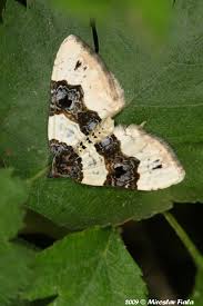 Attēlu rezultāti vaicājumam “Cosmorhoe ocellata”