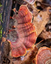 Attēlu rezultāti vaicājumam “Stereum fasciatum”