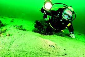 Image result for Stortford Divers