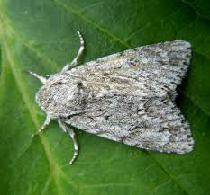 Attēlu rezultāti vaicājumam “Acronicta aceris”