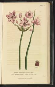 Attēlu rezultāti vaicājumam “Butomus umbellatus”