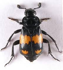 Attēlu rezultāti vaicājumam “Nicrophorus vespillo”