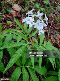 Attēlu rezultāti vaicājumam “Cardamine bulbifera leaf”