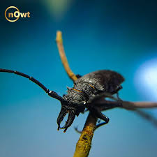 Attēlu rezultāti vaicājumam “Lamia textor”