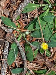 Attēlu rezultāti vaicājumam “Pilosella officinarum bud”