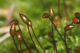 Attēlu rezultāti vaicājumam “Sciuro-hypnum populeum”