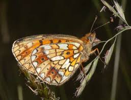 Attēlu rezultāti vaicājumam “Boloria eunomia underside”