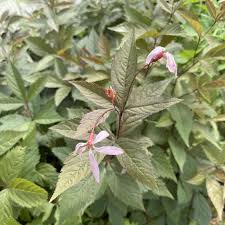 Attēlu rezultāti vaicājumam “Gillenia trifoliata flower”