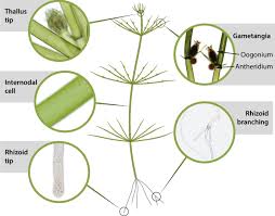 Attēlu rezultāti vaicājumam “Chara intermedia male”