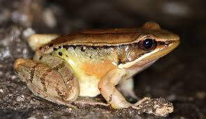 Attēlu rezultāti vaicājumam “Ranidae”