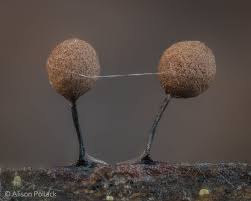 Attēlu rezultāti vaicājumam “Comatricha elegans”