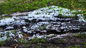 Attēlu rezultāti vaicājumam “Ceratiomyxaceae”