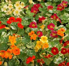 Attēlu rezultāti vaicājumam “Tropaeolum majus flower”