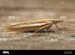 Attēlu rezultāti vaicājumam “Agriphila selasella”