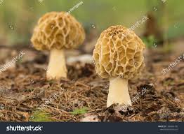 Attēlu rezultāti vaicājumam “Morchella esculenta”