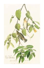 Image result for Dendroica castanea