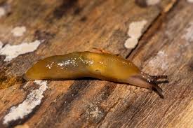 Attēlu rezultāti vaicājumam “Malacolimax tenellus”