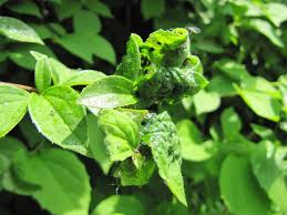 Attēlu rezultāti vaicājumam “Aphis fabae”