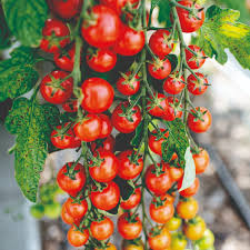 Afbeeldingsresultaat voor millionaire tomato