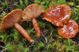 Attēlu rezultāti vaicājumam “Lactarius”