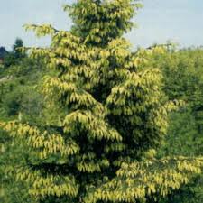 Attēlu rezultāti vaicājumam “Picea orientalis”