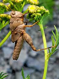 Attēlu rezultāti vaicājumam “Entomophaga grylli”