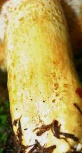 Attēlu rezultāti vaicājumam “Lactarius repraesentaneus”