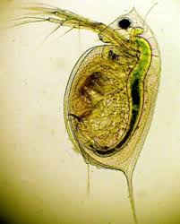 Attēlu rezultāti vaicājumam “Trichia longipalpis spores”