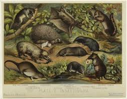 Attēlu rezultāti vaicājumam “Insectivora”