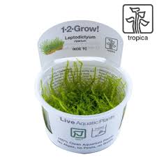 Attēlu rezultāti vaicājumam “Sphagnum riparium”