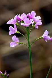 Attēlu rezultāti vaicājumam “Cardamine pratensis”