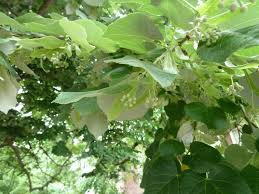 Attēlu rezultāti vaicājumam “Tilia tomentosa fruit”