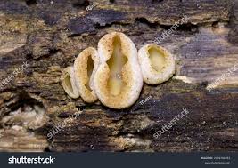 Attēlu rezultāti vaicājumam “Peziza varia”