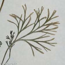 Attēlu rezultāti vaicājumam “Eschscholzia californica leaf”