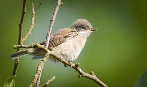 Attēlu rezultāti vaicājumam “Sylvia curruca”