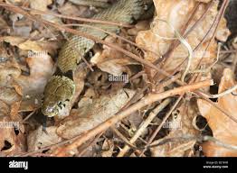 Attēlu rezultāti vaicājumam “Natrix natrix adult”