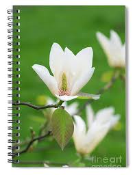 Attēlu rezultāti vaicājumam “Magnolia acuminata flower”