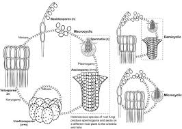 Attēlu rezultāti vaicājumam “Coleosporium sp.”