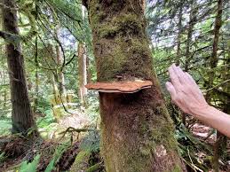 Attēlu rezultāti vaicājumam “Gloiodon strigosus”