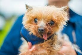 Image result for ugliest dog