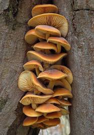 Attēlu rezultāti vaicājumam “Hypholoma sp.”