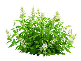 Attēlu rezultāti vaicājumam “Galium odoratum bud”