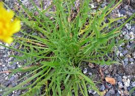 Attēlu rezultāti vaicājumam “Leontodon autumnalis”