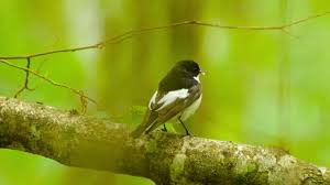 Attēlu rezultāti vaicājumam “Ficedula hypoleuca”