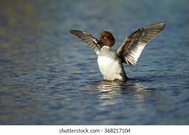 Attēlu rezultāti vaicājumam “Bucephala clangula female”