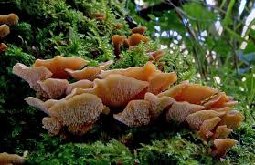 Attēlu rezultāti vaicājumam “Antrodiella”