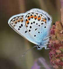 Attēlu rezultāti vaicājumam “Plebejus argus”