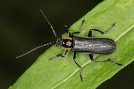 Attēlu rezultāti vaicājumam “Cantharis obscura”