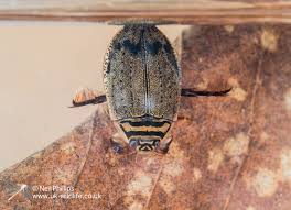 Attēlu rezultāti vaicājumam “Acilius sulcatus”